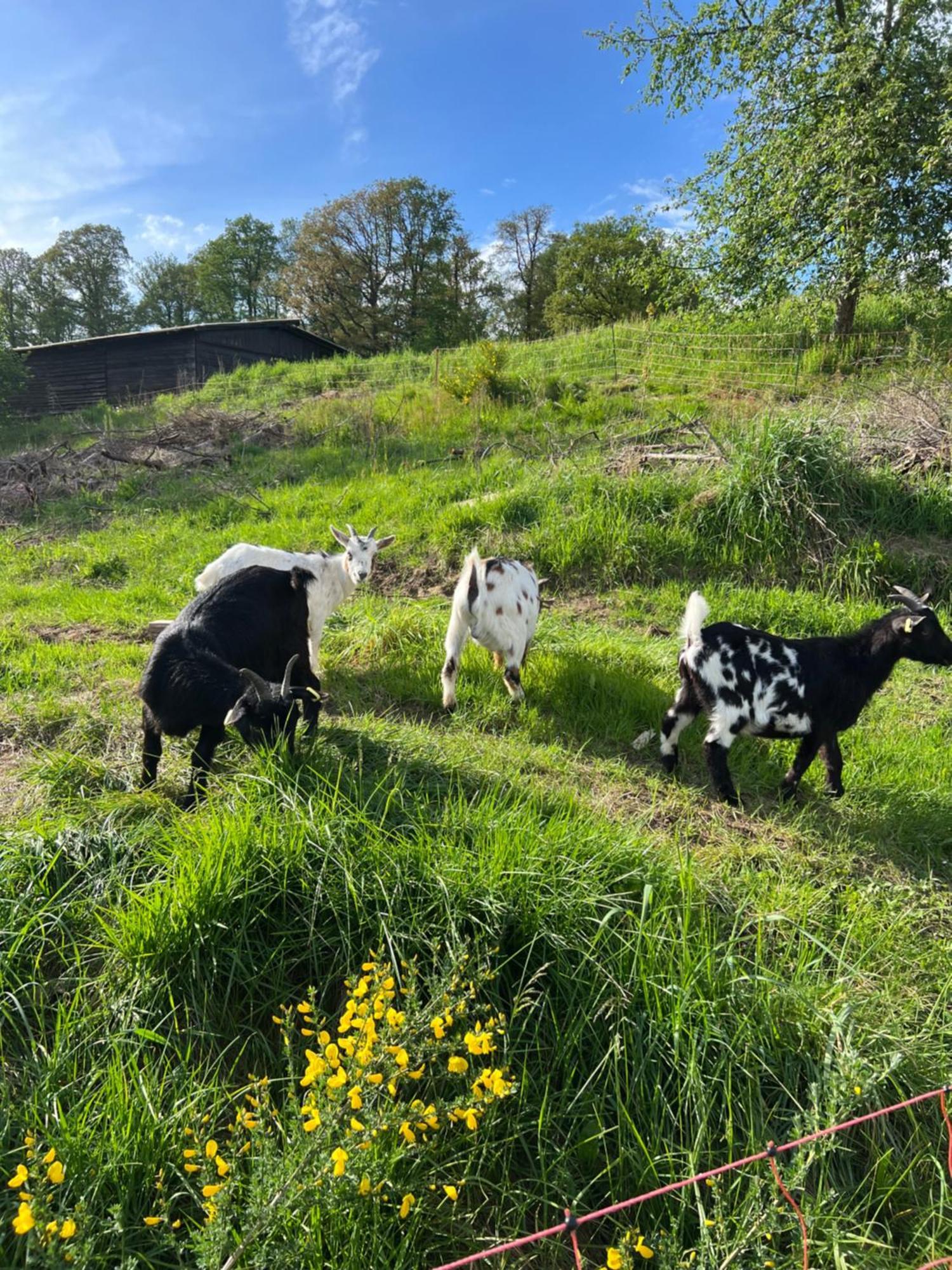 Bornhahn - Idylle Im Westerwald Katzwinkel  Екстериор снимка
